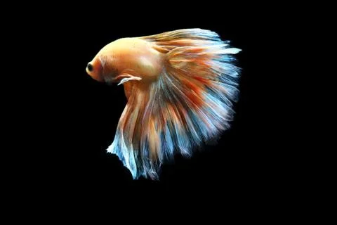 Yellow fighting fish. Stock Photos