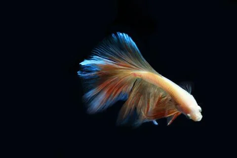 Yellow fighting fish. Stock-Fotos
