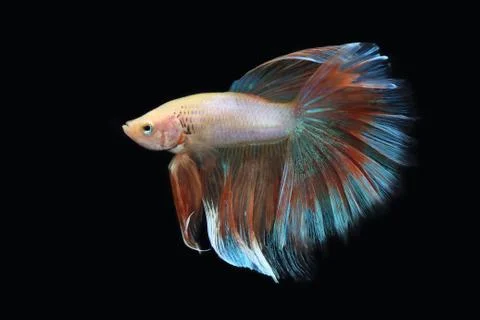 Yellow fighting fish. Stock Photos