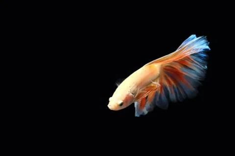 Yellow fighting fish. Stock-Fotos