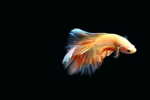 Yellow fighting fish. Stock-Fotos