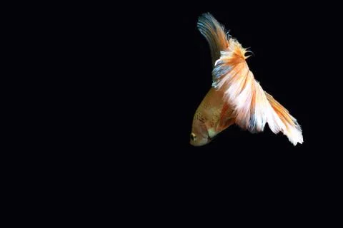 Yellow fighting fish. Фото