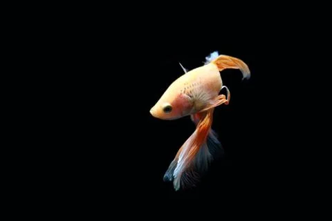 Yellow fighting fish. Stock-Fotos