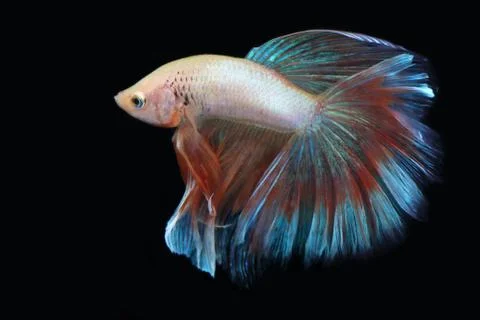 Yellow fighting fish. Stock Photos