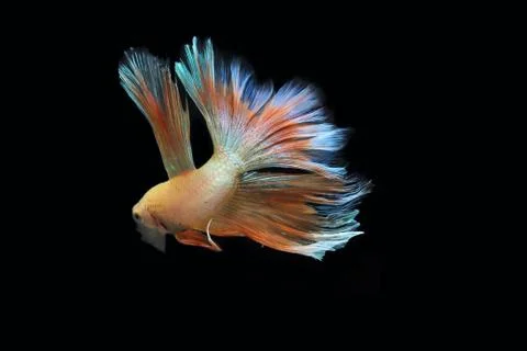 Yellow fighting fish. Stock Photos