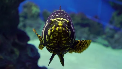 Yellow fin Grouper fish Video stock 71092447