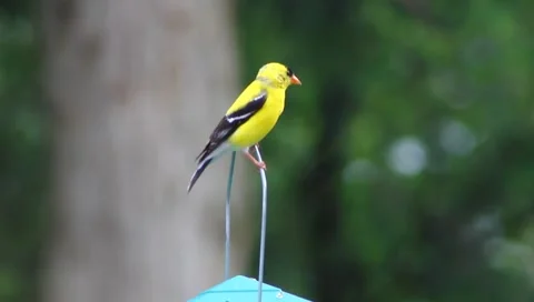 Yellow Finch Stock Footage 6230140
