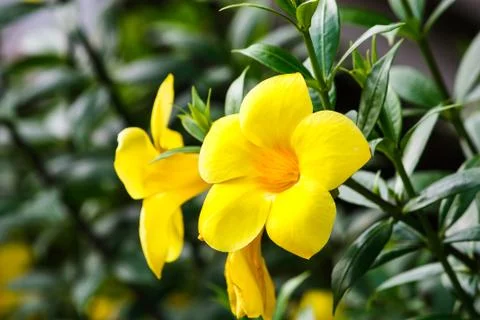 Yellow fiower Stock Photos