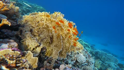 Yellow fire coral with small red reef fish in Red Sea 스톡 동영상 340733517