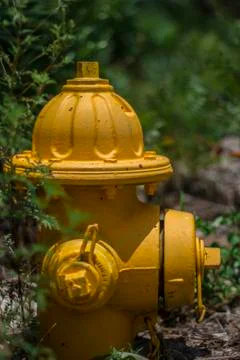 Yellow Fire Hydrant Stock Photos