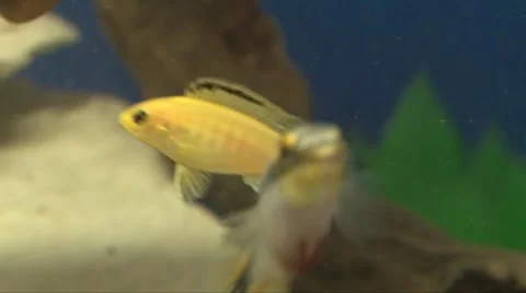 Yellow fish in the aquarium Stockbeeldmateriaal 2501738