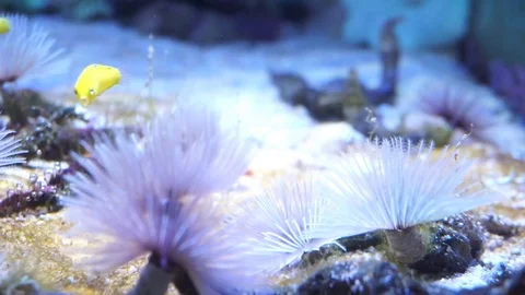 Yellow fish in a aquarium Stock Footage 112307299