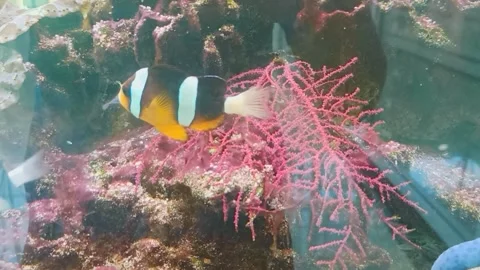 Yellow fish in an Aquarium Stock Footage 226289994