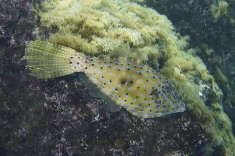 Yellow fish with black spot pattern, scrawled filefish (Aluterus scriptus), 스톡 사진