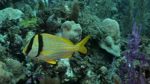 Yellow fish with black stripes floating near the reef bottom Stock Footage 76991701