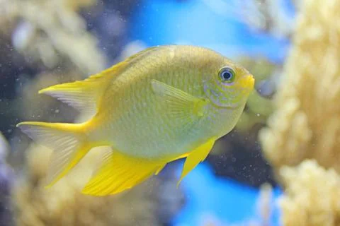 Yellow fish in blue background Fotos Stock