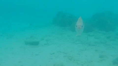 Yellow fish close to camera Curaçao Carribean (raw footage) 스톡 동영상 167600974