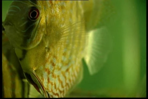 Yellow fish 動画素材 67277