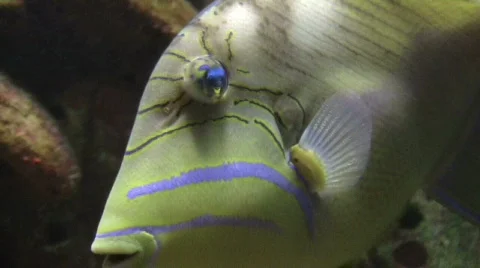 Yellow Fish  库存影片 291197