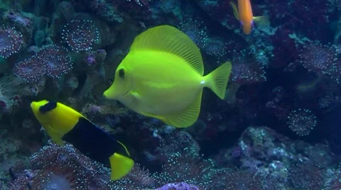 Yellow fish Stock Footage 8601424
