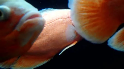 Yellow Fish Stock Footage 8658282