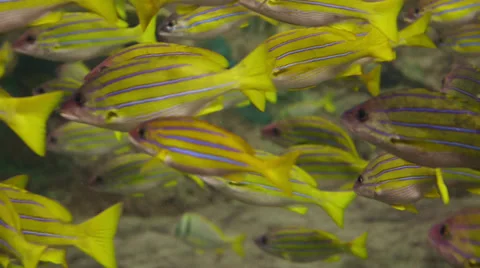 Yellow fish Stock Footage 32480963