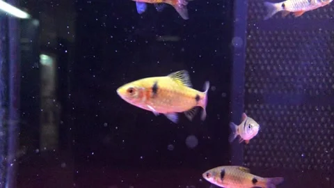 YELLOW FISH Stock Footage 135030949