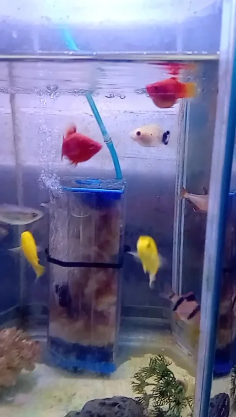 Yellow fish Video stock 221589011