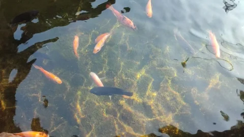 Yellow fish Video stock 303207266