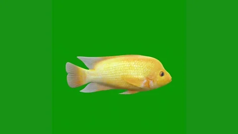 Yellow fish green screen animated chromakey background motion composition Stock Footage 314064896