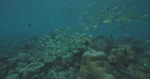 Yellow Fish Over a Vibrant Reef Stock Footage 280104741