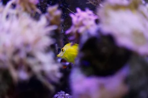 Yellow fish Stock Photos