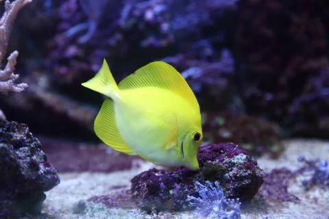 Yellow fish Stock Photos