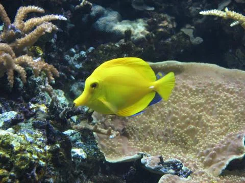 Yellow Fish Stock Photos