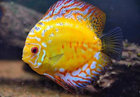 Yellow fish 写真素材