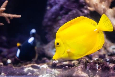 Yellow fish Stock Photos