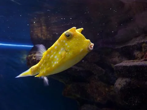 Yellow fish Stock Photos