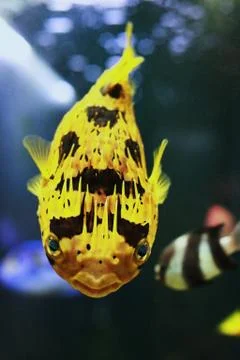Yellow fish Stock Photos