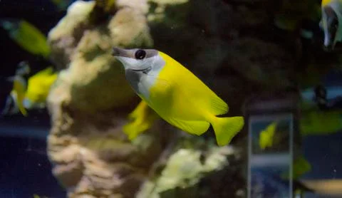 Yellow fish Stock Photos