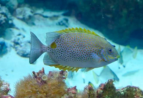 Yellow fish Foto stock
