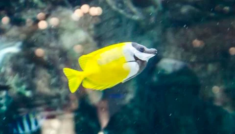 Yellow fish Stock Photos