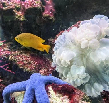 Yellow fish Stock Photos