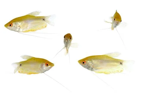 Yellow fish Stock Photos