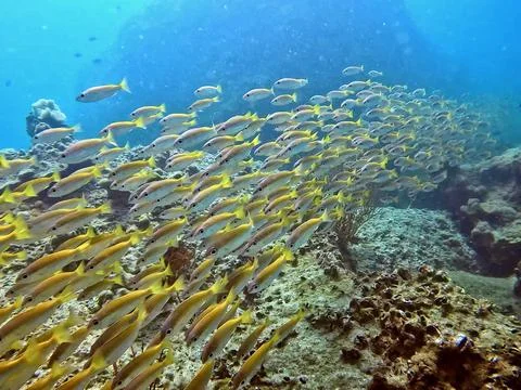 Yellow fish Stock Photos