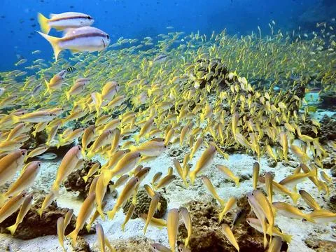 Yellow fish Stock Photos