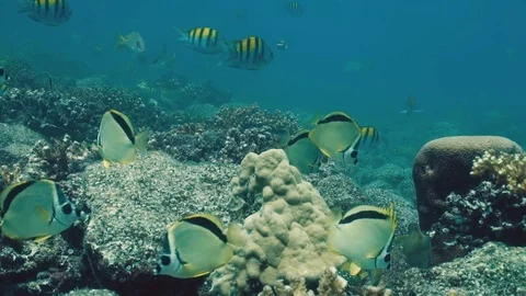 Yellow Fish Reef Stock Footage 106856616