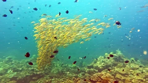 Yellow Fish School Forming Underwater Vortex Stock Footage 337659087