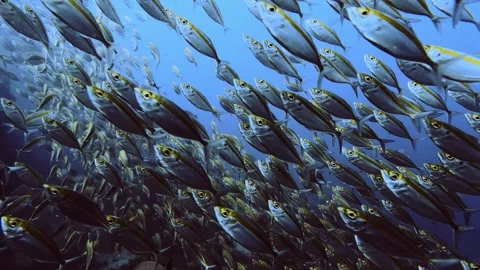 Yellow fish school very close during scuba dive Stock Footage 258654063