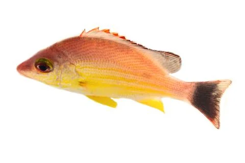 Yellow fish from Sri Lanka Fotos Stock