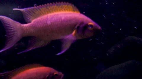 Yellow fish swim Stock Footage